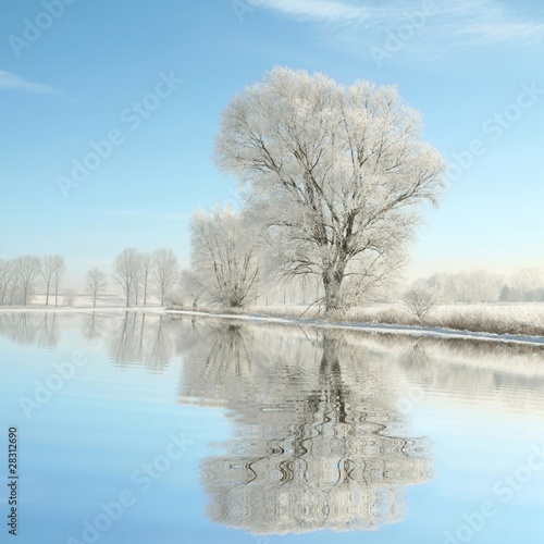 Lonely winter tree covered with frost against a blue sky