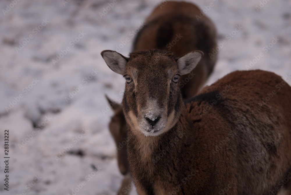 Mufflons im Winter