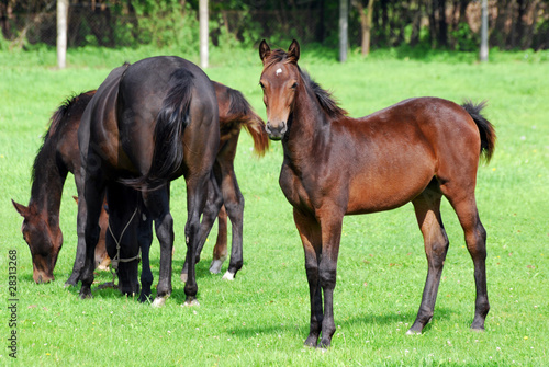 horse brown foal on pasture
