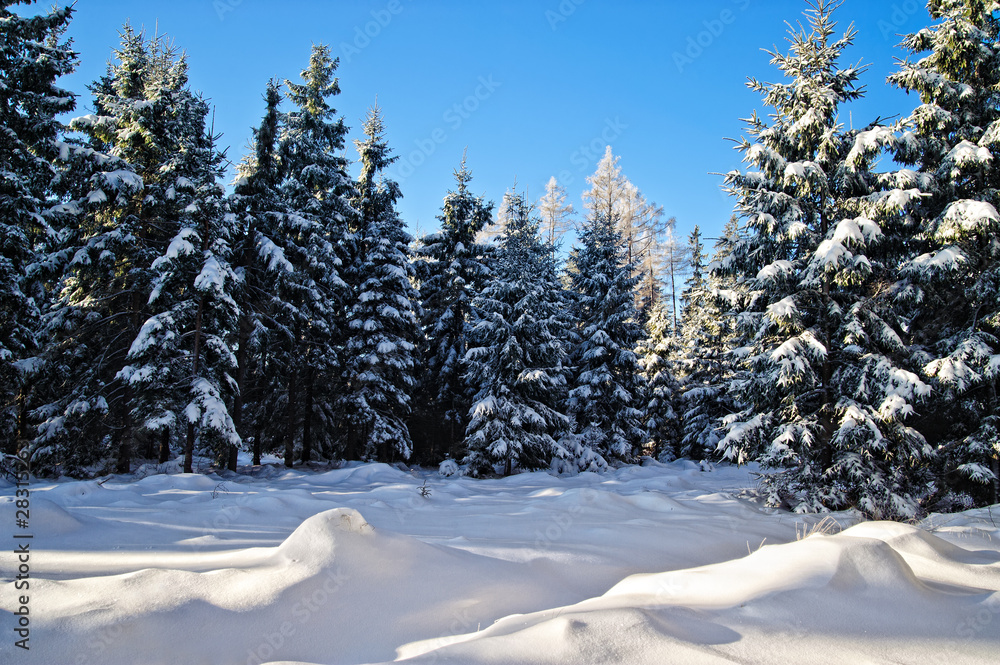 Winter Forest in Upper Austria with blue Sky Winter Forest in Upper Austria with blue Sky