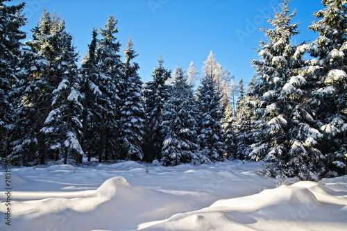 Winter Forest in Upper Austria with blue Sky