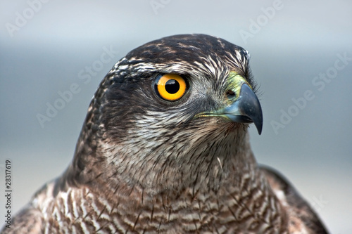 Valokuvatapetti Close-up of hawk