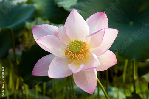 Lotus portrait in habitat