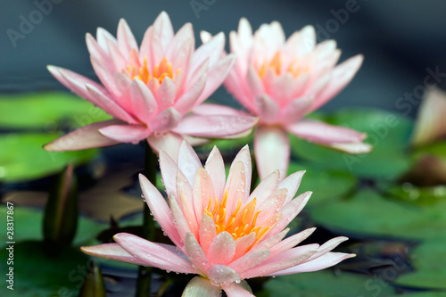 Three lilies in pond