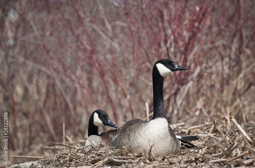 Nesting Canada Geese