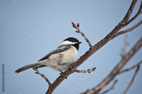 Black-capped Chickadee on a Branch