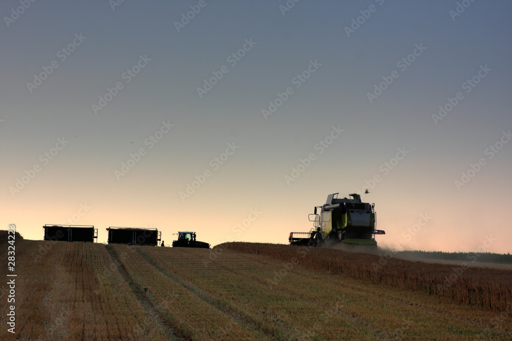 Obraz premium harvesting field