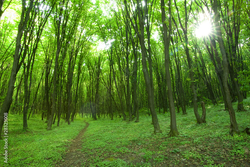 green forest