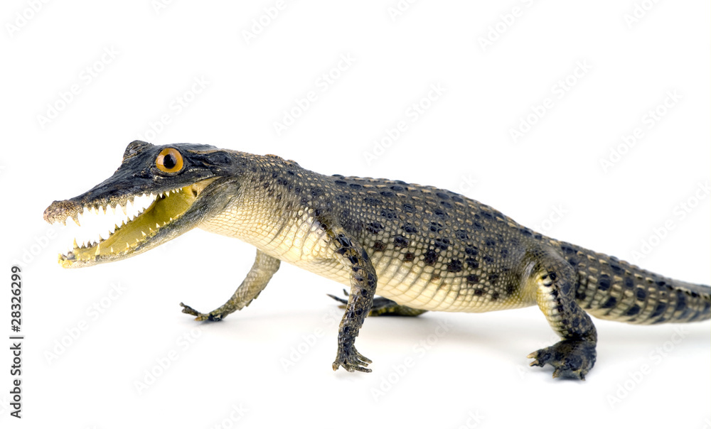 Stuffed animal of a small crocodile on white background Stuffed animal of a small crocodile on white background