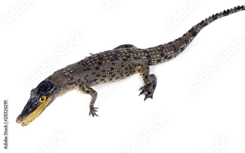 Stuffed animal of a small crocodile on  white background