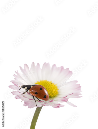 Marienkäfer auf Gänseblümchen