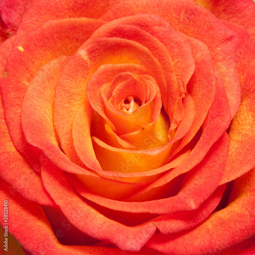 Wallpaper Mural rose Torontodigital.ca