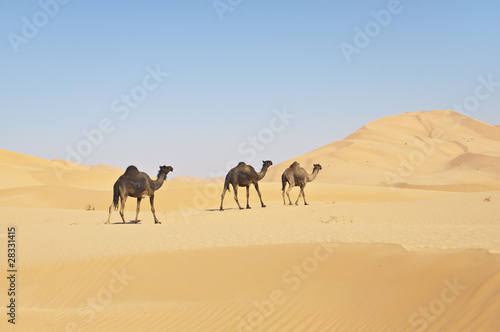 Drei Kamele