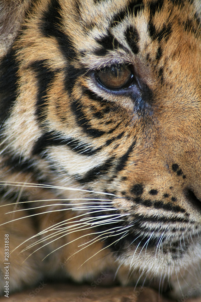 Naklejka premium Baby Tiger close up on eye