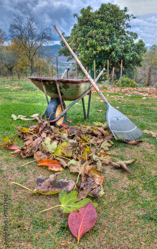 Fall - Wheelbarrow,rake and fallen leaves