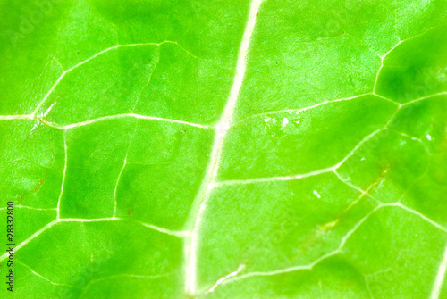 green vegetable lettuce leaf texture