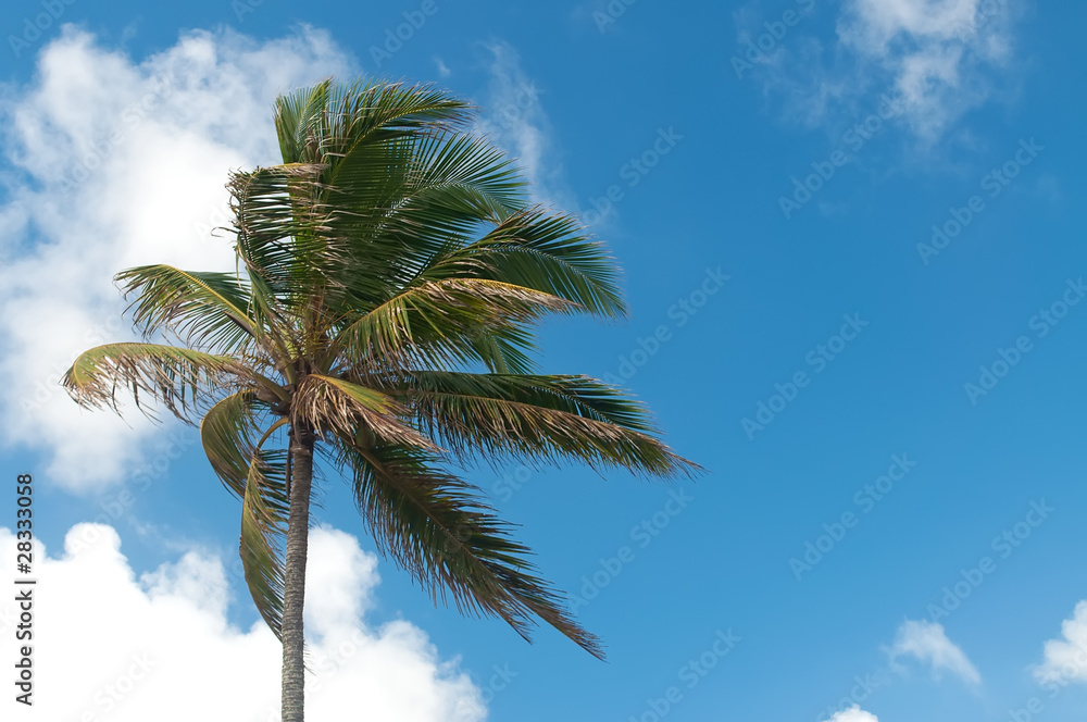 Palm