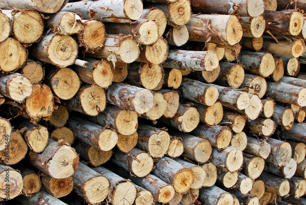 Fototapeta premium pile of wood in logs storage