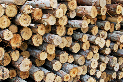 pile of wood in logs storage