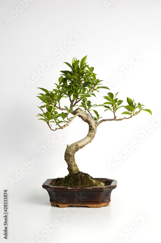 piccolo albero bonsai su sfondo bianco