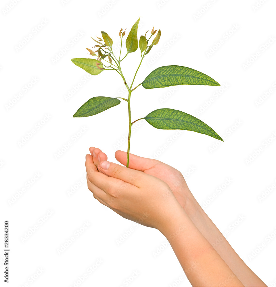 sprout in palms as a symbol of nature protection sprout in palms as a symbol of nature protection