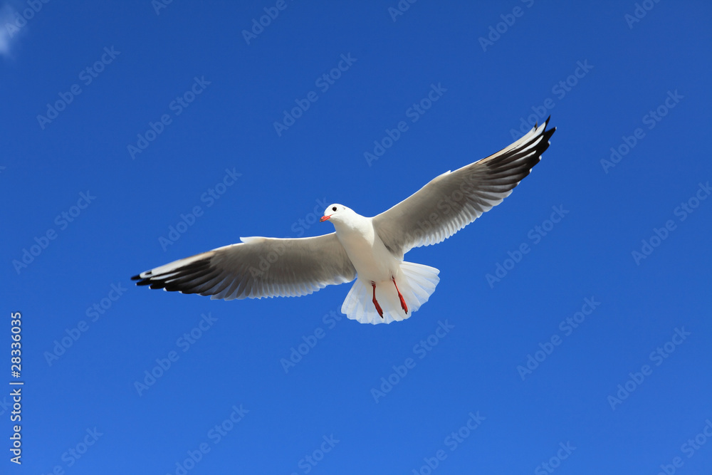 Fototapeta premium Möwe - Seagull 16