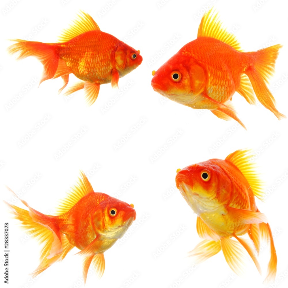 goldfish collection goldfish collection