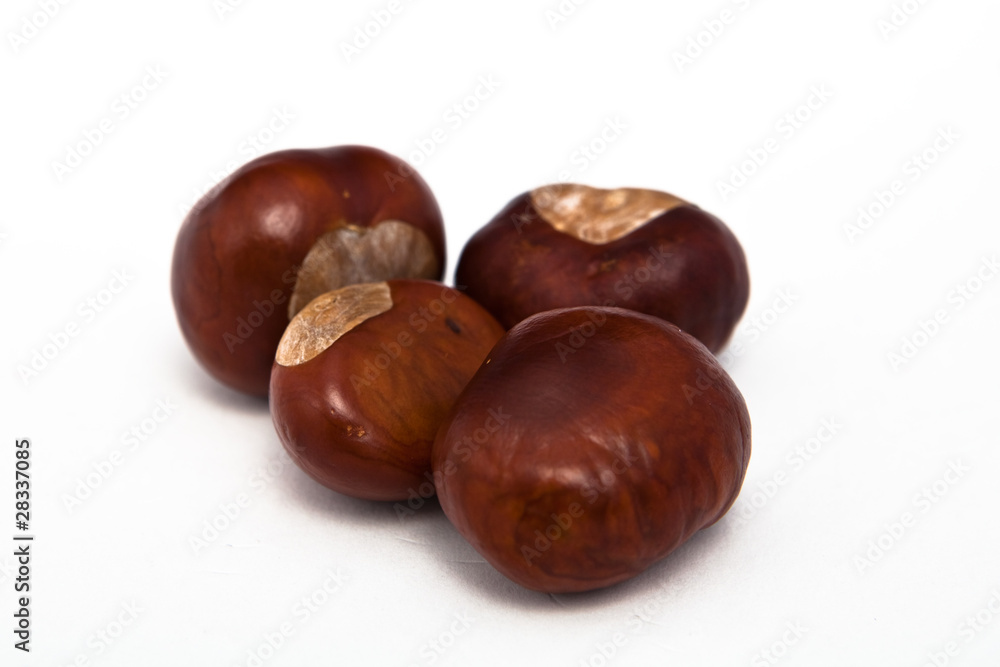 Conkers Conkers