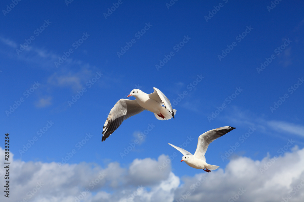 Fototapeta premium Möwe - Seagull 23