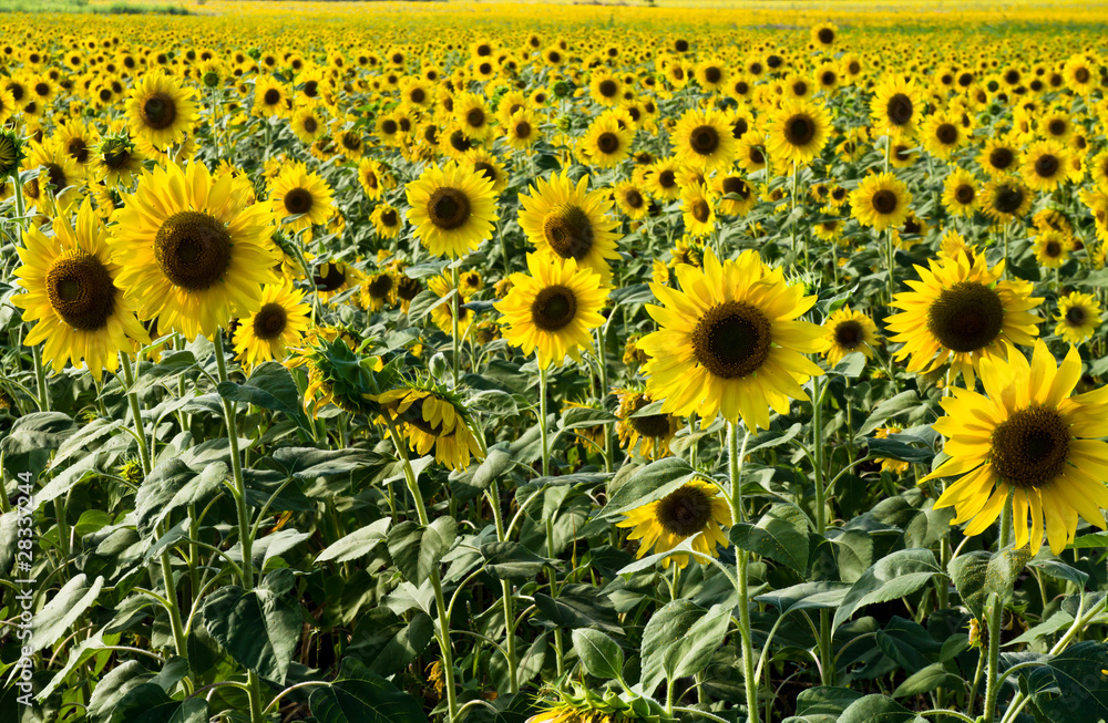 Sunflower's field Sunflower's field