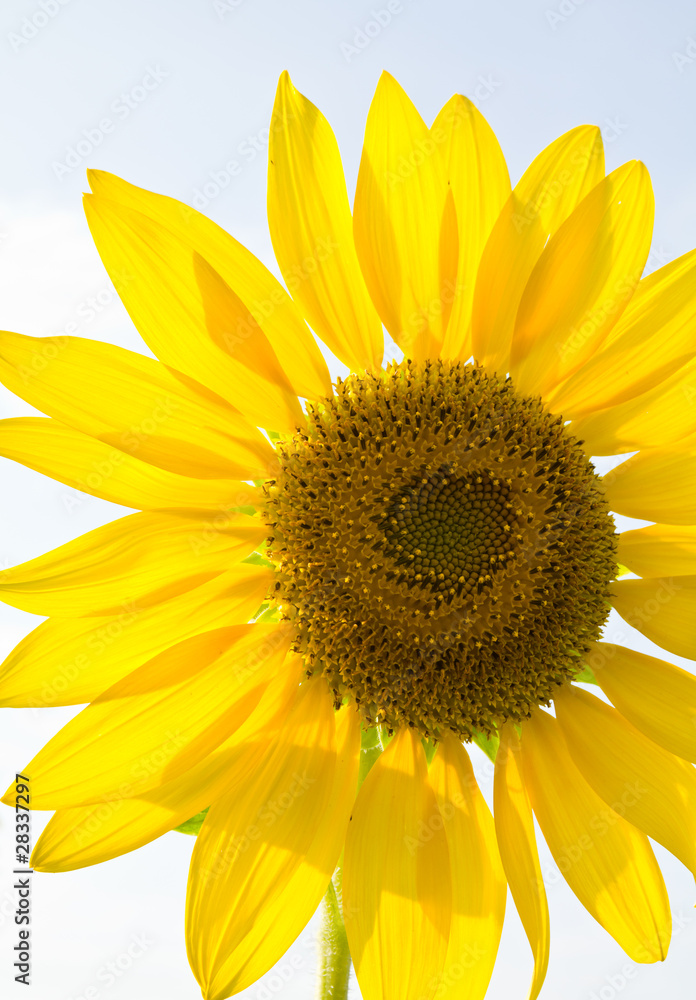 Naklejka premium Sunflower against the light