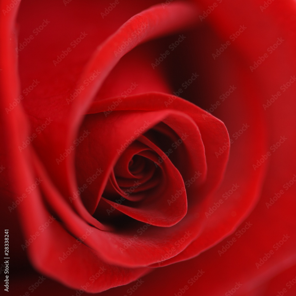 Macro flower beautiful rose Macro flower beautiful rose