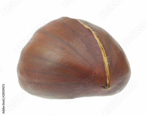 Single chestnut in shell
