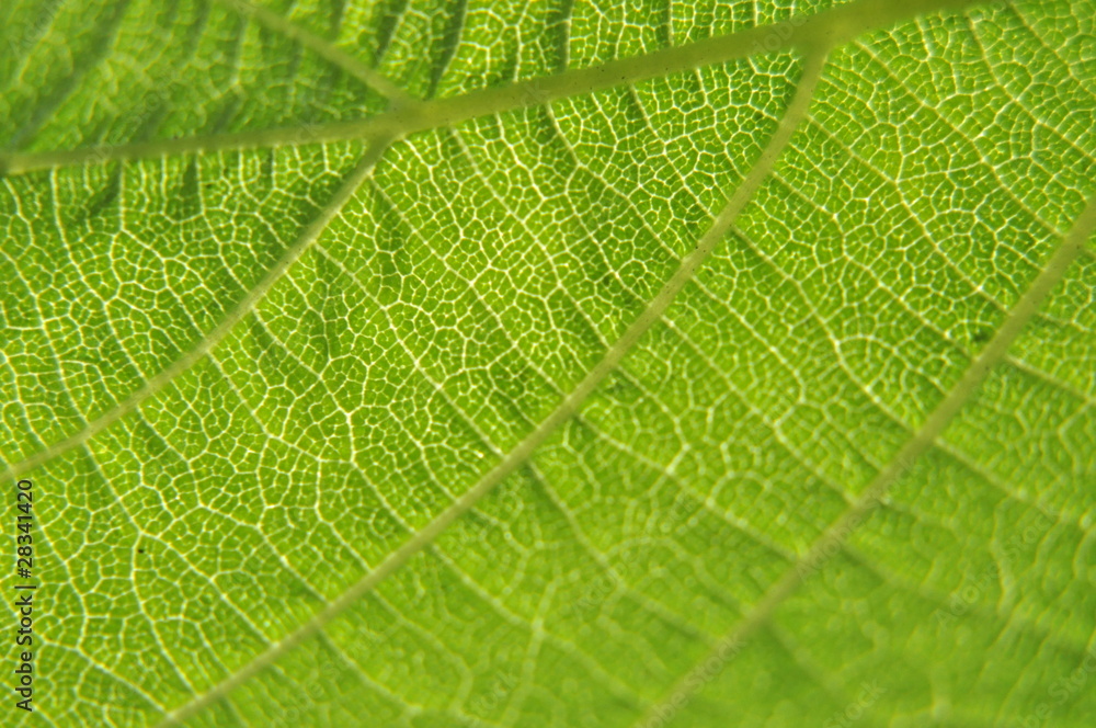 Obraz premium green leaf closeup