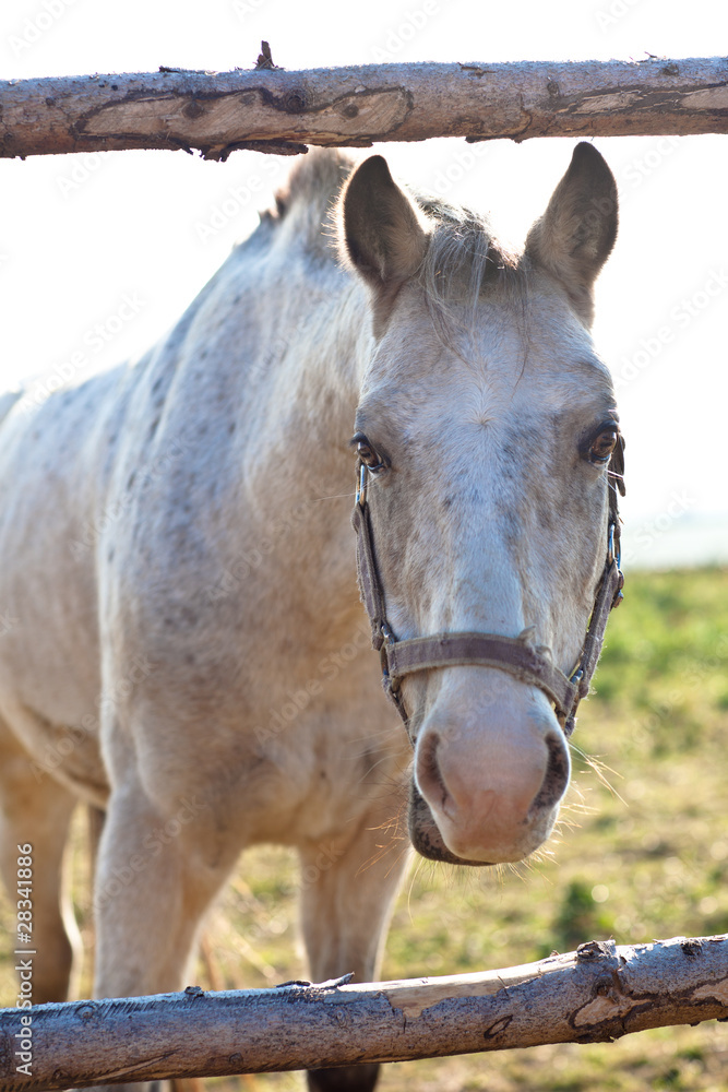 beautiful white horse grazing on grass on a sunny day (color ton beautiful white horse grazing on grass on a sunny day (color ton
