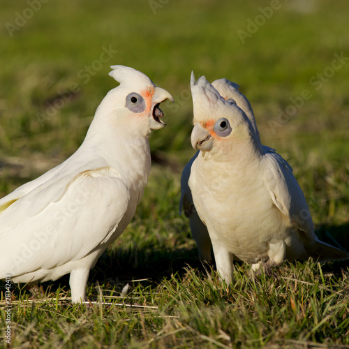 Little Corellas