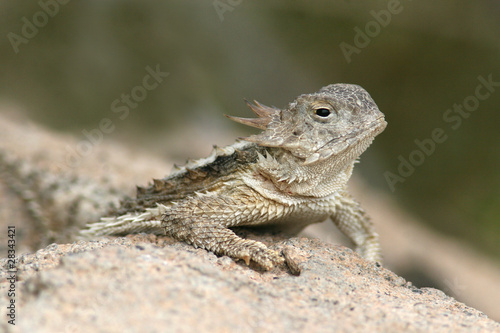 Desert Horned Lizard (Phrynosoma platyrhinos) - Sonoran Desert