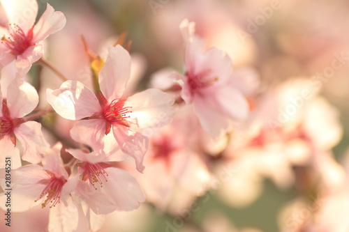       cherry blossom