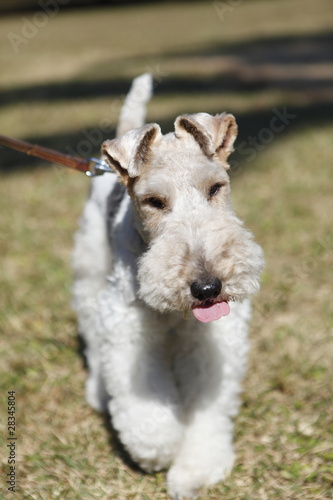 Photography wire fox terrier