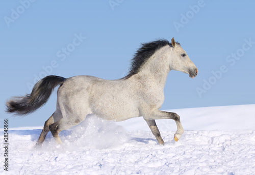 horse in snow © Mari_art