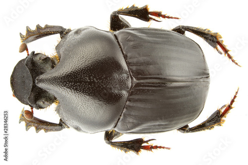 Bilde på lerret Bubas bison