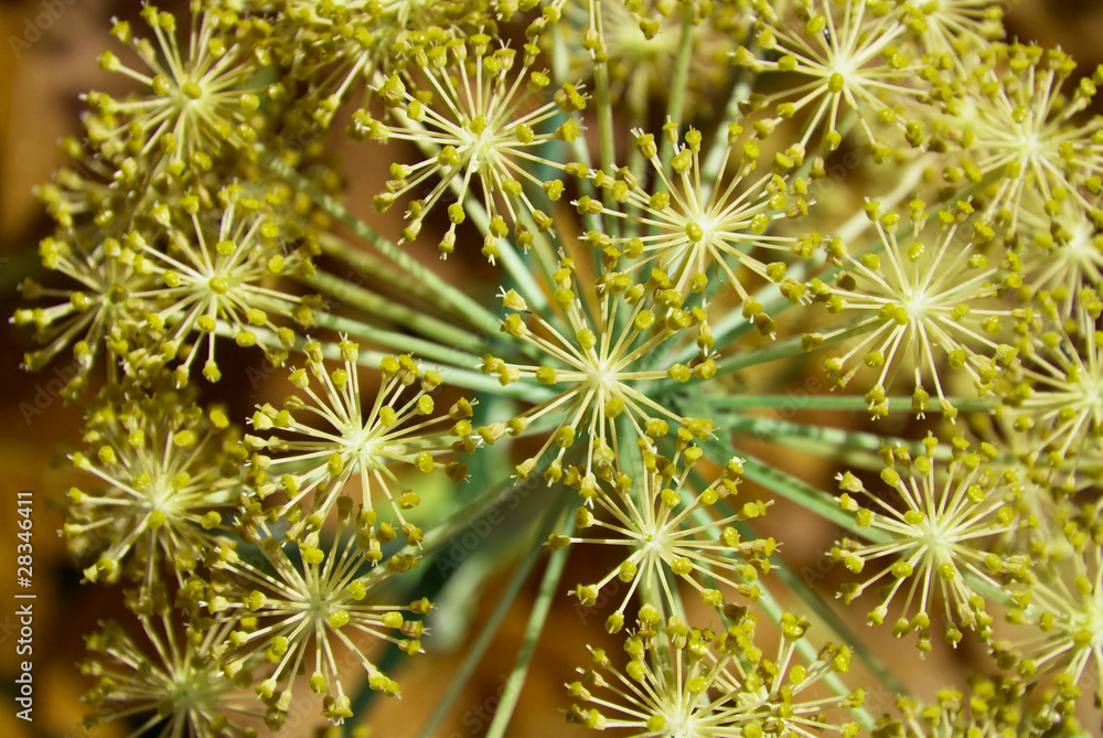 Angelica archangelica - gelb Angelica archangelica - gelb