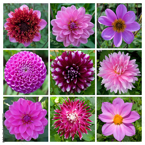 Fototapeta Naklejka Na Ścianę i Meble -  Dahlien in Violett