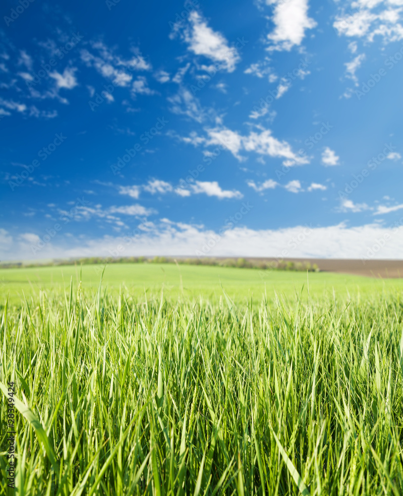 green grass and blue sky with clouds. soft focus on grass