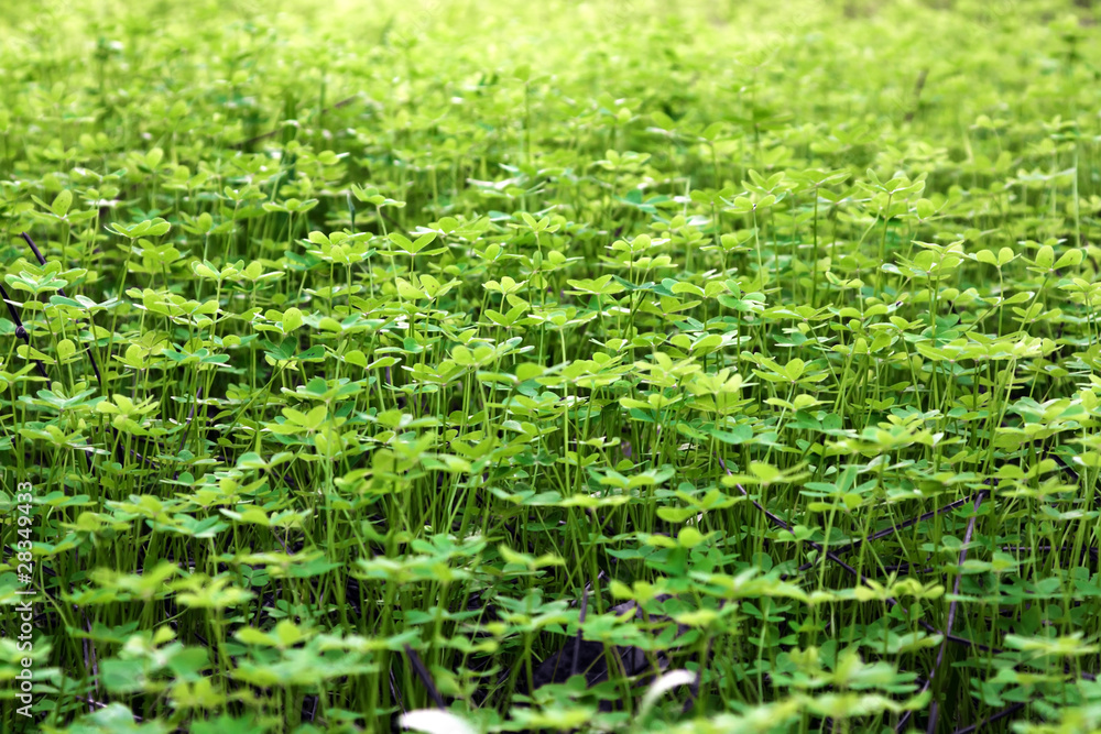 Clovers Clovers