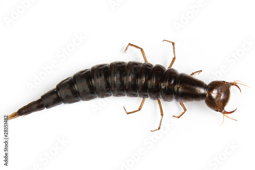 Bilde på lerret Diving Beetle larva  isolated on white background