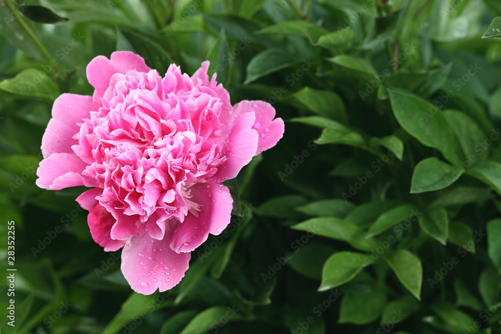 pink peony pink peony