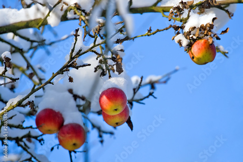 Red apples on tree, first snow and blue sky