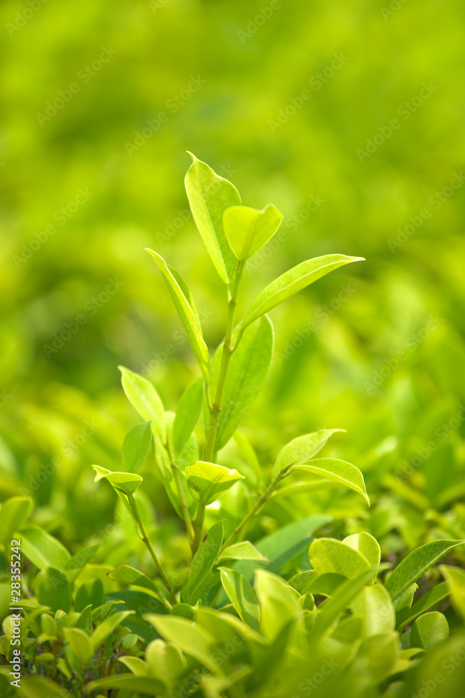 Green leader. One plant has grown more than others Green leader. One plant has grown more than others