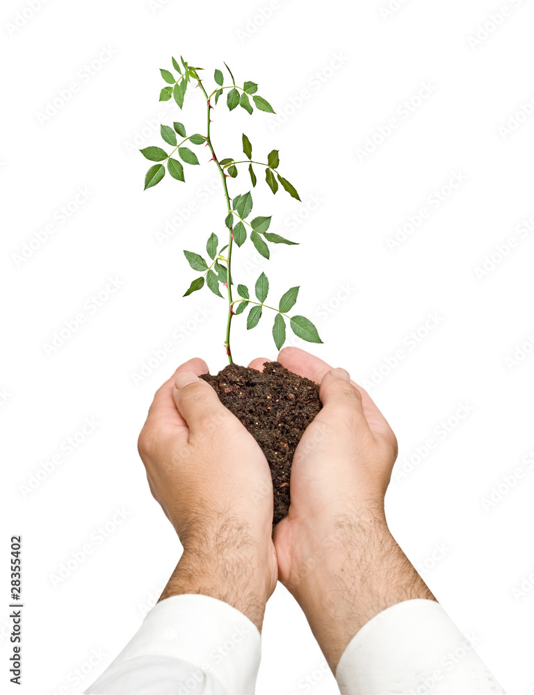 rose sprout in palms as a symbol of nature protection rose sprout in palms as a symbol of nature protection